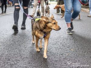 IMG_6745