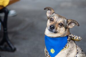 PJ_0500336494